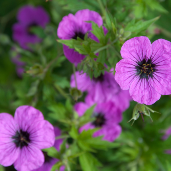 Geranium macr. 'Bevan's Variety' | 24 stuks