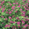 Geranium macr. 'Bevan's Variety' | 48 stuks