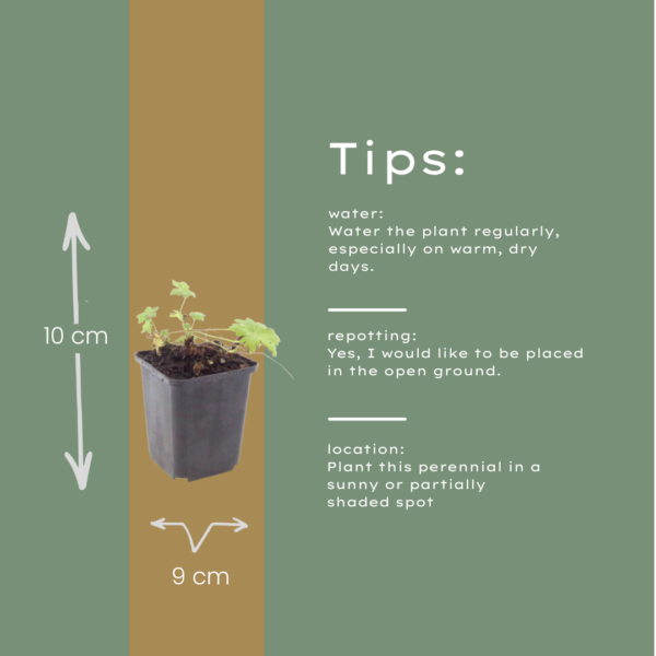 Geranium macr. 'White Ness' | 6 stuks