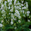 Geranium macr. 'White Ness' | 6 stuks