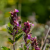 Teucrium lucidrys | 60 stuks