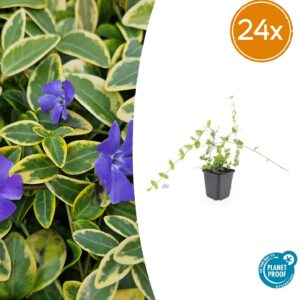 Vinca minor 'Blue and Gold' | 24 stuks