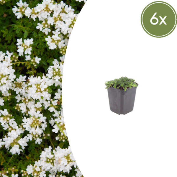 Thymus praecox 'Albiflorus' | 6 stuks