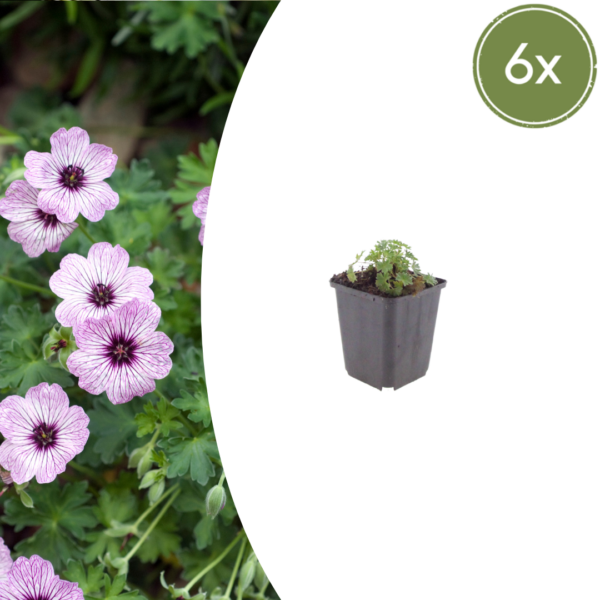 Geranium cin. 'Ballerina' | 6 stuks