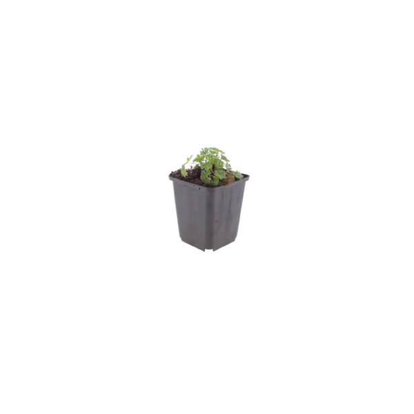 Geranium cin. 'Ballerina' | 6 stuks