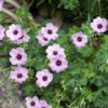 Geranium cin. 'Ballerina' | 6 stuks