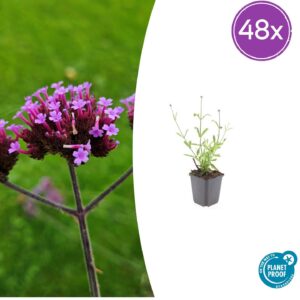Verbena bon. 'Lollipop' | 48 stuks