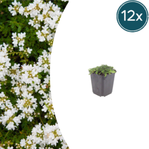 thumbnail_6000-187.png Thymus praecox 'Albiflorus' | 12 stuks