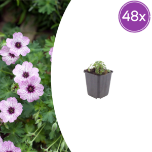 Geranium cin. 'Ballerina' | 48 stuks