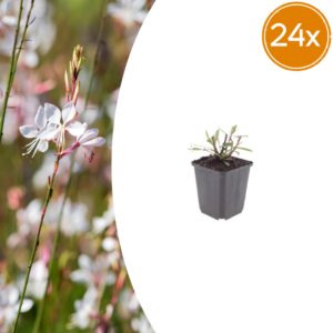 Gaura l. 'Whirling Butterflies' | 24 stuks