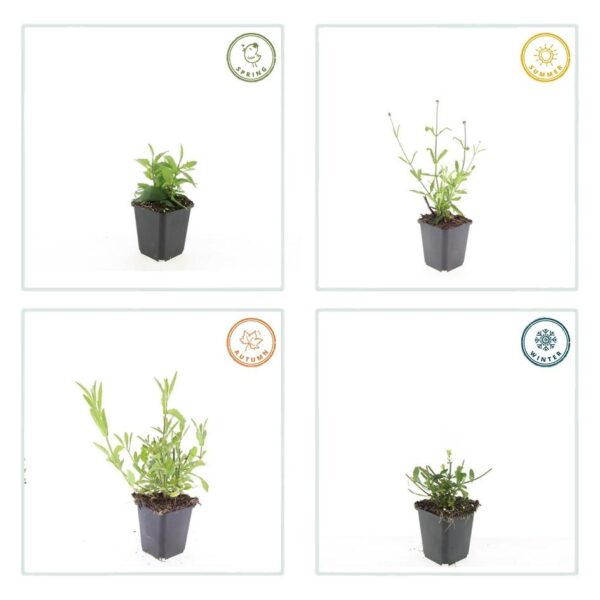 Verbena bon. 'Lollipop' | 48 stuks