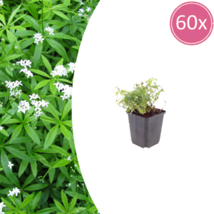 Galium odoratum | 60 stuks
