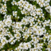Thymus praecox 'Albiflorus' | 6 stuks