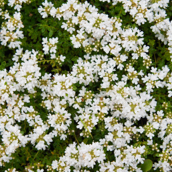 Thymus praecox 'Albiflorus' | 6 stuks