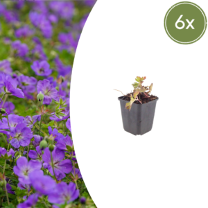 Geranium 'Azure Rush' | 6 stuks