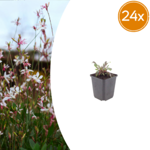 Gaura l. 'Siskiyou Pink' | 24 stuks