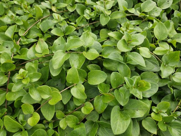 thumbnail_6000-199.jpg Vinca major 'Alba' | 24 stuks