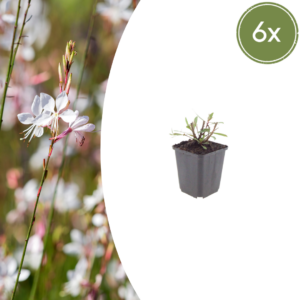 thumbnail_6000-1998.png Gaura l. 'Whirling Butterflies' | 6 stuks