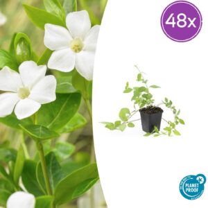 Vinca major 'Alba' | 48 stuks