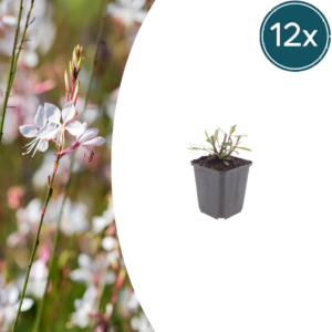 thumbnail_6000-2006.png Gaura l. 'Whirling Butterflies' | 12 stuks