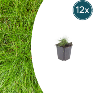 thumbnail_6000-2014.png Festuca gautieri | 12 stuks