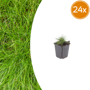 thumbnail_6000-2022.png Festuca gautieri | 24 stuks