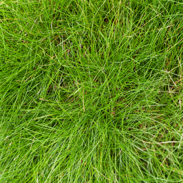 Festuca gautieri | 24 stuks