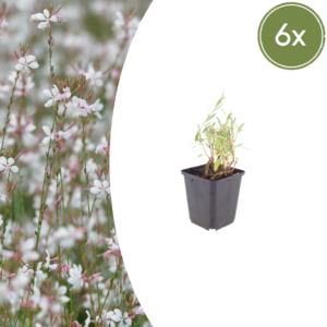 thumbnail_6000-2046.png Gaura lindheimeri | 6 stuks