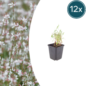 thumbnail_6000-2054.png Gaura lindheimeri | 12 stuks