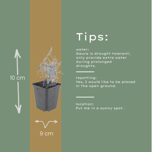 Gaura lindheimeri | 12 stuks