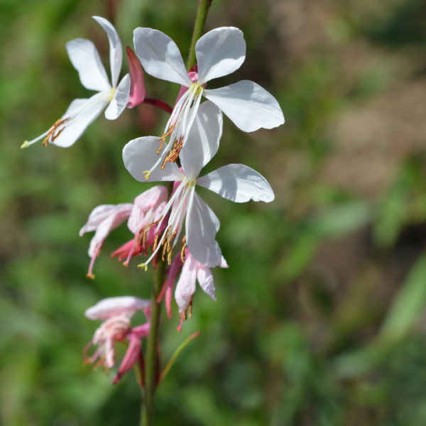 Gaura lindheimeri | 12 stuks