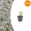 Gaura lindheimeri | 24 stuks