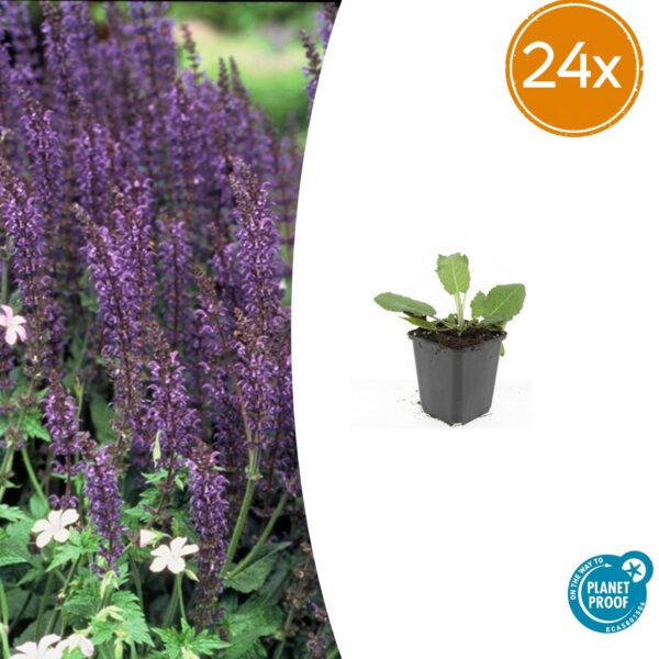 Salvia nem. 'Mainacht' | 24 stuks