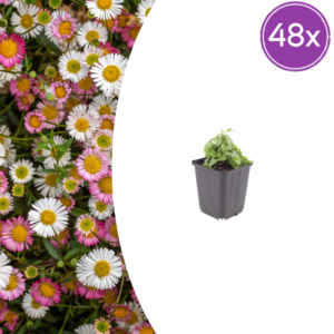 thumbnail_6000-2078.png Erigeron karvinskianus | 48 stuks
