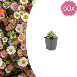 thumbnail_6000-2086.png Erigeron karvinskianus | 60 stuks