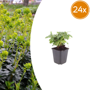 thumbnail_6000-2110.png Euphorbia amygdal. robbiae | 24 stuks