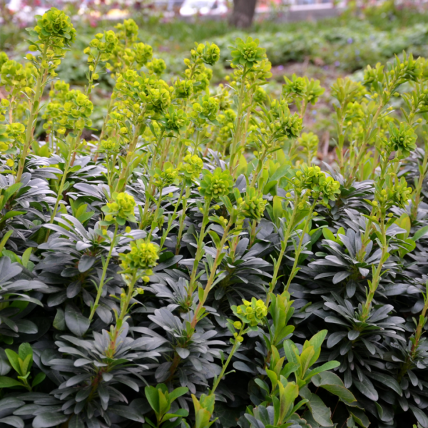 Euphorbia amygdal. robbiae | 24 stuks