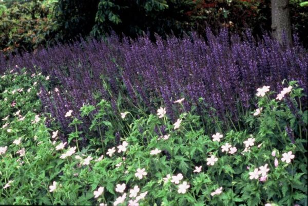 Salvia nem. 'Mainacht' | 24 stuks