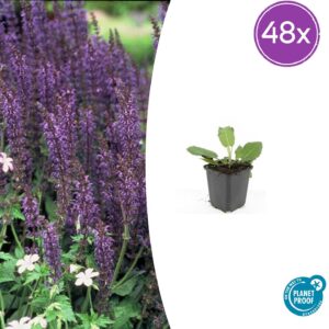 thumbnail_6000-214.jpg Salvia nem. 'Mainacht' | 48 stuks
