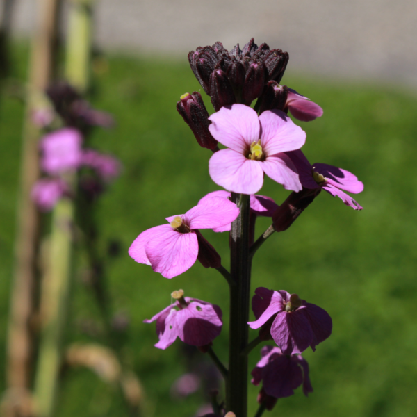 Erysimum 'Bowles' Mauve' | 12 stuks