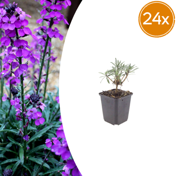 thumbnail_6000-2164.png Erysimum 'Bowles' Mauve' | 24 stuks