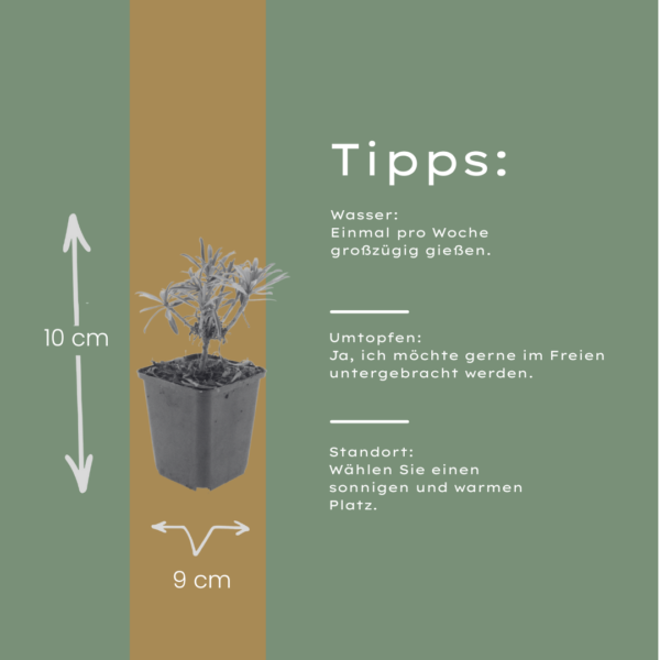 thumbnail_6000-2167.png Erysimum 'Bowles' Mauve' | 24 stuks