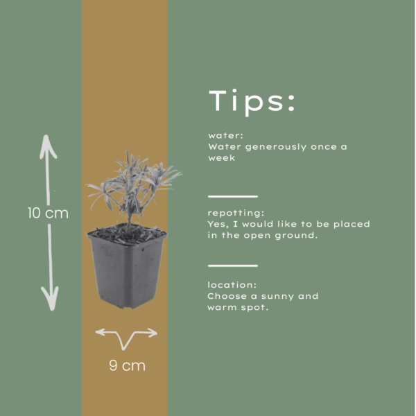 thumbnail_6000-2168.png Erysimum 'Bowles' Mauve' | 24 stuks