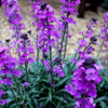Erysimum 'Bowles' Mauve' | 24 stuks