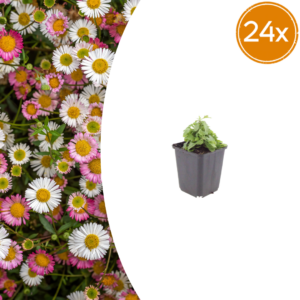 Erigeron karvinskianus | 24 stuks
