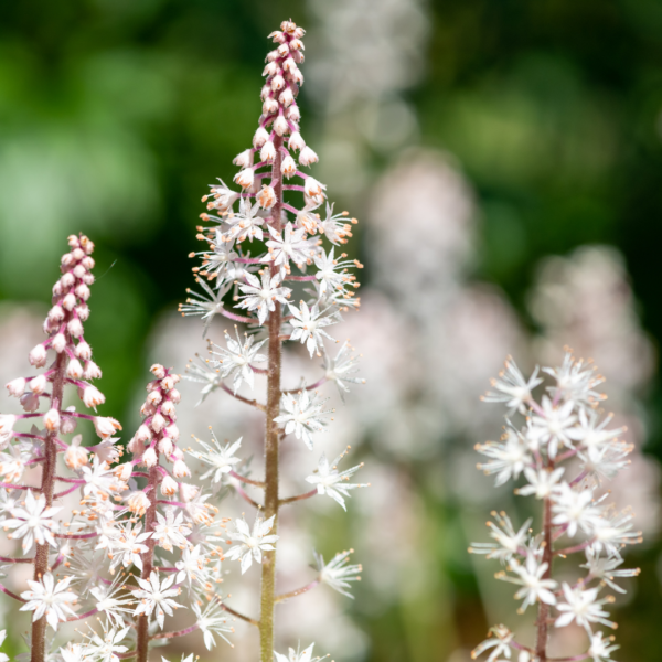 Tiarella cordifolia | 48 stuks