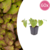 Epimedium perralc. 'Frohnleiten' | 60 stuks