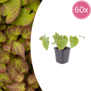 Epimedium perralc. 'Frohnleiten' | 60 stuks