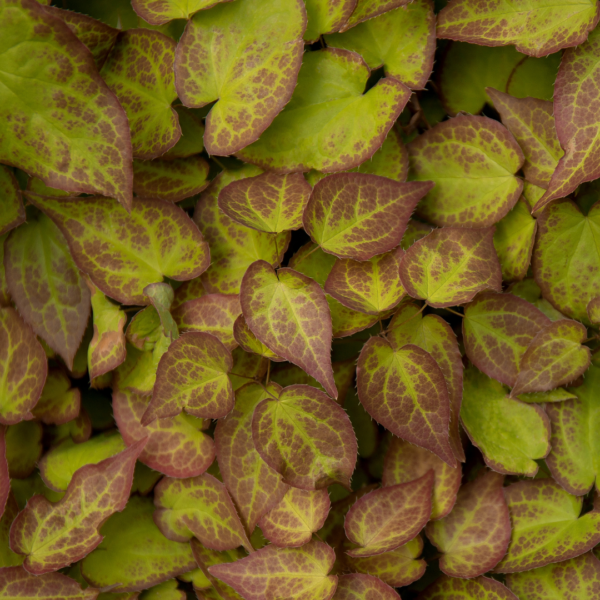 thumbnail_6000-2210.png Epimedium perralc. 'Frohnleiten' | 60 stuks