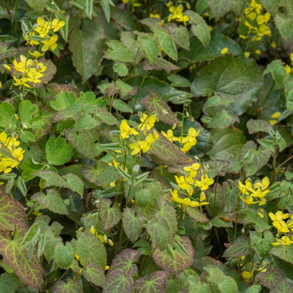 thumbnail_6000-2211.png Epimedium perralc. 'Frohnleiten' | 60 stuks
